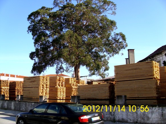 Can't See The Trees For The Wood